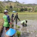 Babinsa Koramil 1612-04/Elar Turun ke Sawah, Dampingi Petani Nanga Baras