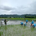 Babinsa Koramil 1612-03/Reok Dampingi Petani Tanam Padi di Kelurahan Mata Air