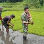 Wujud Kebersamaan, Babinsa Koramil 03/Katikutana Turun ke Sawah Bantu Petani