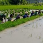 Dari Sawah untuk Ketahanan Pangan, Babinsa Koramil 1612-04/Elar Bantu Petani Panen Bibit Padi