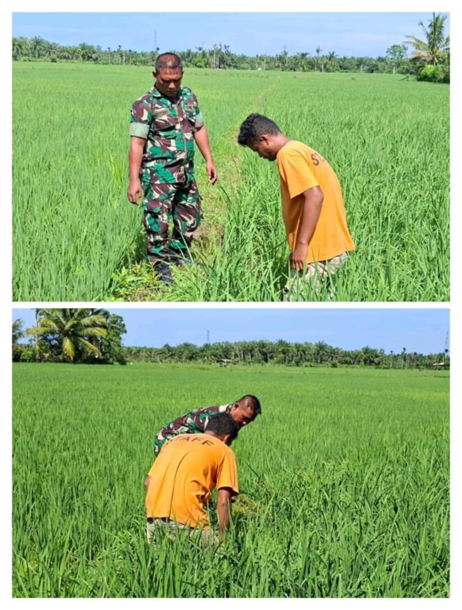 
					Babinsa Koramil 03 Kaway XVI Sertu Daryono Pantau Perkembangan Padi di Desa Simpang