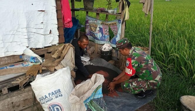 
Babinsa Koramil 01/Jaya Dampingi Petani Campur Pupuk untuk Padi