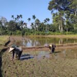 Babinsa Posramil Pasie Raya Dampingi Petani Tanam Padi di Desa Sarah Raya