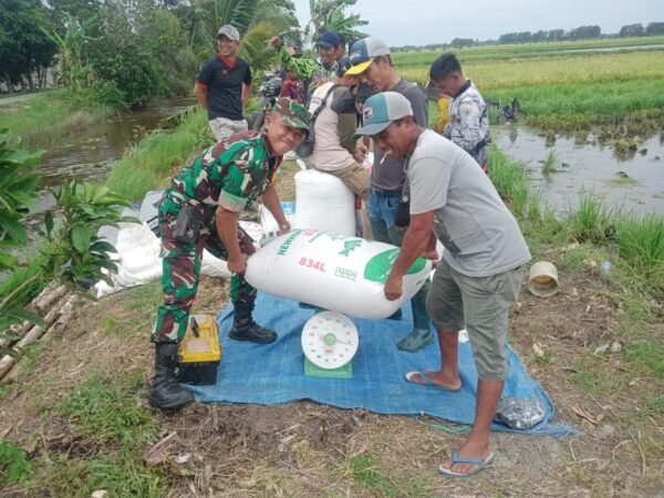 Serka Husin: Babinsa Hadir untuk Ketahanan Pangan dan Kesejahteraan Petani