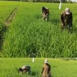 ‎Babinsa Koramil 0105-10/Woyla Barat Turun ke Sawah, Bantu Petani Bersihkan Gulma Demi Dukung Ketahanan Pangan