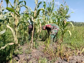 Babinsa Koramil 1305-09/Bokat Laksanakan Hanpangan di Desa Yugut