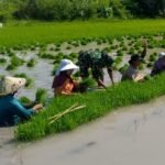 Turun ke Sawah, Babinsa Koramil Elar Bantu Petani Panen Bibit Padi