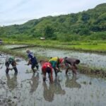 Babinsa Tabundung Dampingi Petani Tanam Padi Sawah Tadah Hujan di Desa Persiapan Taralodu