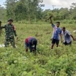 Pererat Kemanunggalan TNI dan Rakyat, Babinsa Panen Bersama Petani Weedabo