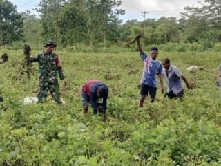 Pererat Kemanunggalan TNI dan Rakyat, Babinsa Panen Bersama Petani Weedabo