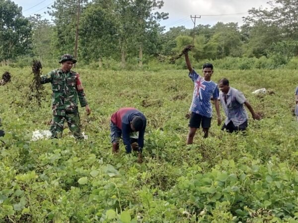 Pererat Kemanunggalan TNI dan Rakyat, Babinsa Panen Bersama Petani Weedabo
