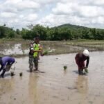Bahu-Membahu dengan Petani, Babinsa Oemanu Dukung Peningkatan Hasil Panen