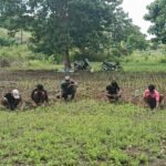 Babinsa Koramil 03/Katikutana Bantu Warga Rawat Tanaman Padi Ladang