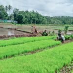 Pendampingan Petani, Babinsa Koramil 03/Katikutana Aktif di Lahan Sawah