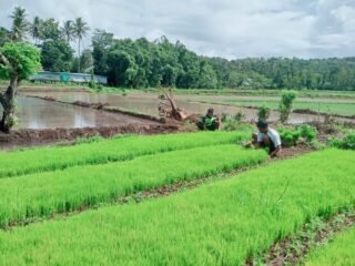 Pendampingan Petani, Babinsa Koramil 03/Katikutana Aktif di Lahan Sawah
