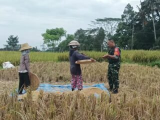 Babinsa Desa Apuan Laksanakan Komsos dengan Petani Saat Panen Padi di Subak Bekutel
