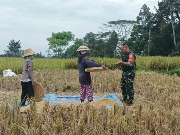 Babinsa Desa Apuan Laksanakan Komsos dengan Petani Saat Panen Padi di Subak Bekutel