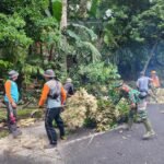 Tanggap Bencana, Sinergi TNI Polri Bersama BPBD  Mitigasi Dua Pohon Rawan Tumbang Di Desa Dawan Kaler