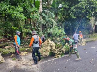 Tanggap Bencana, Sinergi TNI Polri Bersama BPBD  Mitigasi Dua Pohon Rawan Tumbang Di Desa Dawan Kaler