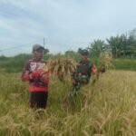 Panen Padi, Begini Sinergi TNI Dan Petani Di Subak Toye Cau Desa Tojan