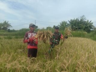 Panen Padi, Begini Sinergi TNI Dan Petani Di Subak Toye Cau Desa Tojan
