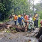 Gerak Cepat Babinsa Evakuasi Pohon Tumbang di Jalan Raya Desa Bayung Gede