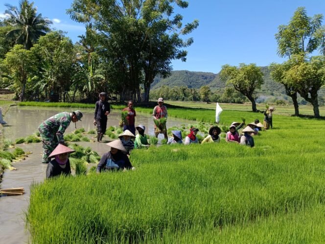 
					Babinsa Koramil 1612-04/Elar Turun ke Sawah, Bantu Petani Panen Bibit Padi di Nanga Mbaur