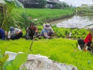 Wujud Kepedulian TNI terhadap Ketahanan Pangan, Babinsa Desa Jehem Bantu Petani Cabut Bibit Padi.