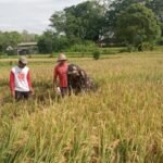 Totalitas Dalam Pengabdian, Serka Nengah Sudiarsa Turun Sawah Bantu Petani Panen Padi