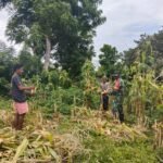 Hadir di Tengah Petani, Babinsa Laboya Bawah Beri Motivasi Saat Panen Jagung