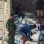 Babinsa Hadir di Tengah Petani, Penyaluran Pupuk Subsidi Berjalan Tertib dan Lancar