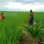 Dukung Ketahanan Pangan, Babinsa Koramil 03/Maritengngae Dampingi Petani Empagae Semprot Pestisida