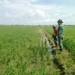 Dukung Ketahanan Pangan, Babinsa Koramil 1420-03/Maritengngae Pantau Pertumbuhan Padi di Desa Aka-Akae