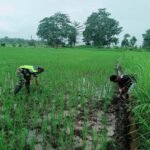 Babinsa Komsos Dengan Petani, Dukung Perawatan Tanaman Padi