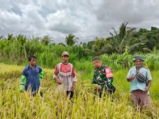 Potret Kebersamaan TNI Dan Petani Di Subak Delod Getakan, Serma Wayan Sukadana Turun Sawah Bantu Panen Padi