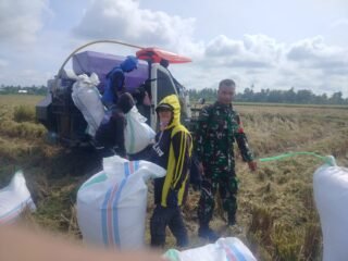 Dukung Ketahanan Pangan, Babinsa Koramil 1420-07/Baranti Dampingi Panen Padi di Kelurahan Manisa