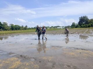 TNI Hadir di Tengah Petani, Babinsa Koramil 1612-04/Elar Ringankan Beban Warga Desa Kembang Mekar