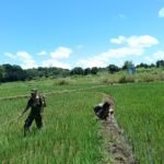 Babinsa Koramil Katikutana Komsos dan Dampingi Petani Merawat Tanaman Padi