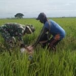 Babinsa Koramil 1420-03/Maritengngae Dampingi Petani Sidenreng Lakukan Pemupukan Padi
