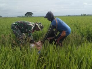 Babinsa Koramil 1420-03/Maritengngae Dampingi Petani Sidenreng Lakukan Pemupukan Padi