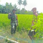 Kawal Ketahanan Pangan, Babinsa Koramil 1420-02/Tellu Limpoe Turun ke Sawah Dampingi Petani Pajalele