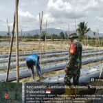 Dukung Ketahanan Pangan, Babinsa Tirawuta Cek Perkembangan Tomat Milik Pak Rasikin