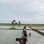 Monitoring Wilayah, Babinsa Panite Ikut Tanam Padi dan Imbau Warga Jaga Kesehatan.