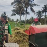 Dukung Ketahanan Pangan, Babinsa Koramil 1626-01/Bangli, Turun Langsung Dampingi Petani Panen Padi