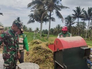 Dukung Ketahanan Pangan, Babinsa Koramil 1626-01/Bangli, Turun Langsung Dampingi Petani Panen Padi