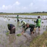 Babinsa Koramil 1612-04/Elar Turun Sawah, Wujud Nyata Dukungan TNI untuk Ketahanan Pangan