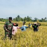 Babinsa Desa Bunutin Dampingi Panen Padi di Subak Prayu, Wujud Nyata Dukungan Ketahanan Pangan