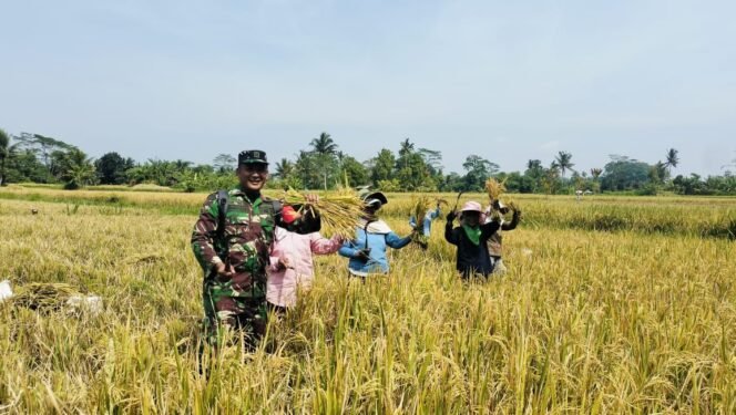 
Babinsa Desa Bunutin Dampingi Panen Padi di Subak Prayu, Wujud Nyata Dukungan Ketahanan Pangan