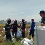 Dukung Ketahanan Pangan, Babinsa Koramil 1420-05/Dua Pitue Dampingi Petani Panen Padi di Sumpang Mango