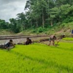 Babinsa Koramil 03/Katikutana Bantu Warga Cabut Bibit Padi, Wujud Nyata Ketahanan Pangan